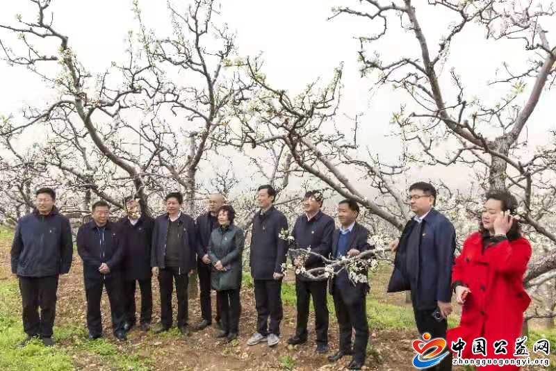 “,梨花,乡里,话,丰年,”,鲁山县,首届,酥梨, . “梨花乡里话丰年” 鲁山县首届酥梨文化节含香开幕
