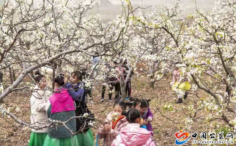 “,梨花,乡里,话,丰年,”,鲁山县,首届,酥梨, . “梨花乡里话丰年” 鲁山县首届酥梨文化节含香开幕