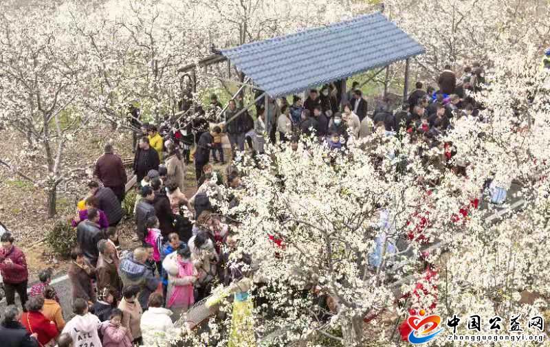 “,梨花,乡里,话,丰年,”,鲁山县,首届,酥梨, . “梨花乡里话丰年” 鲁山县首届酥梨文化节含香开幕